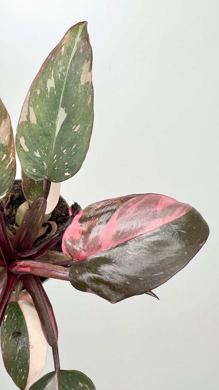 Philodendron Pink Princess