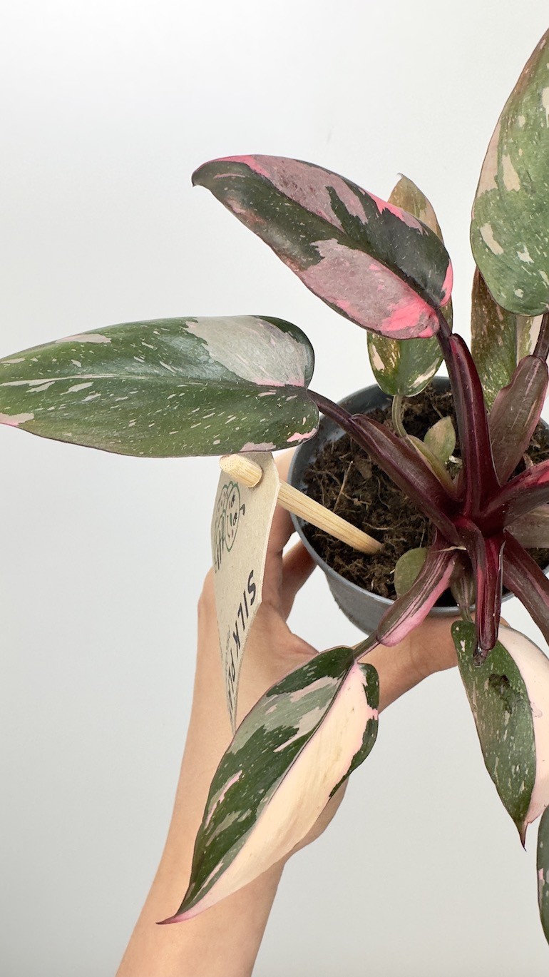 Philodendron Pink Princess