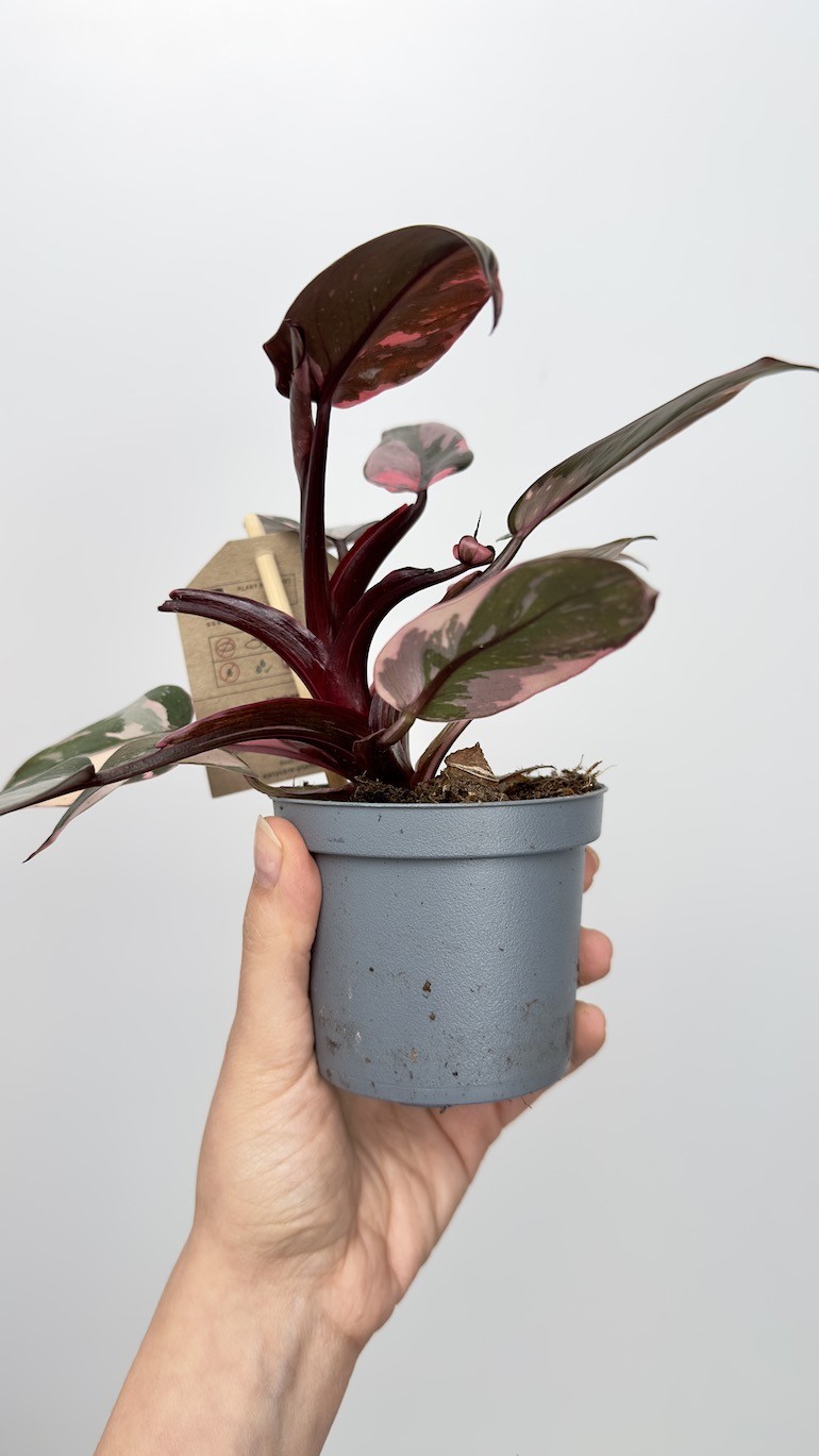 Philodendron Pink Princess