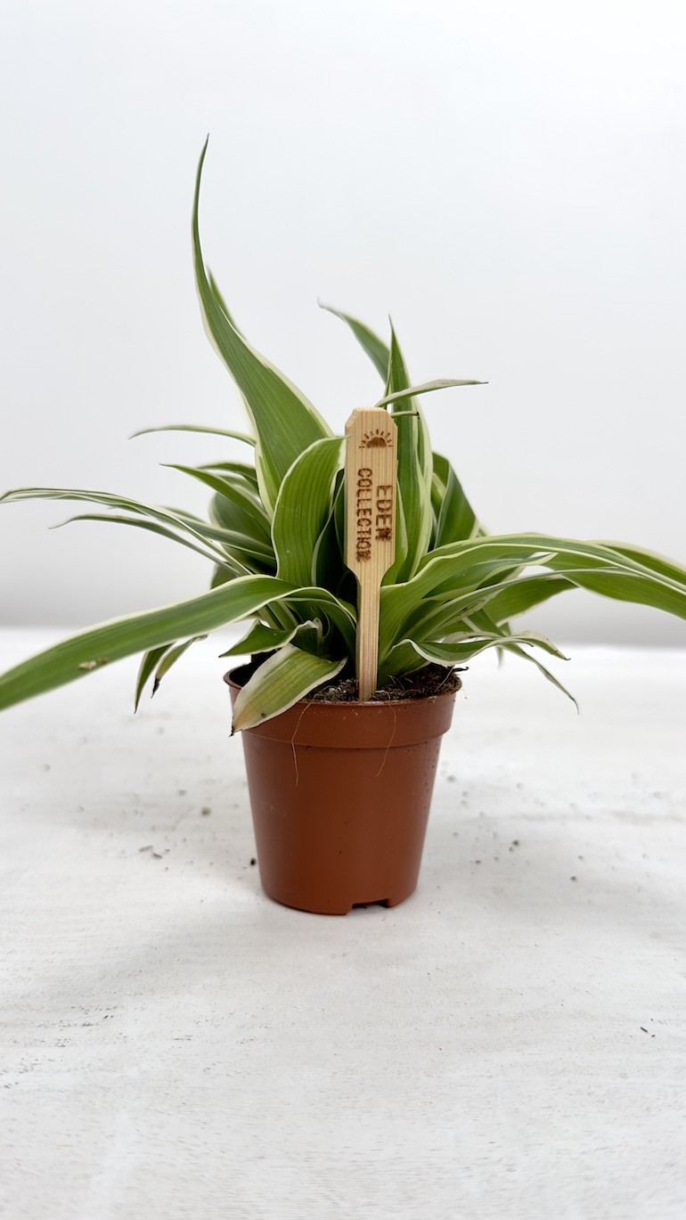 Chlorophytum com. Ocean Bambino Zielistka