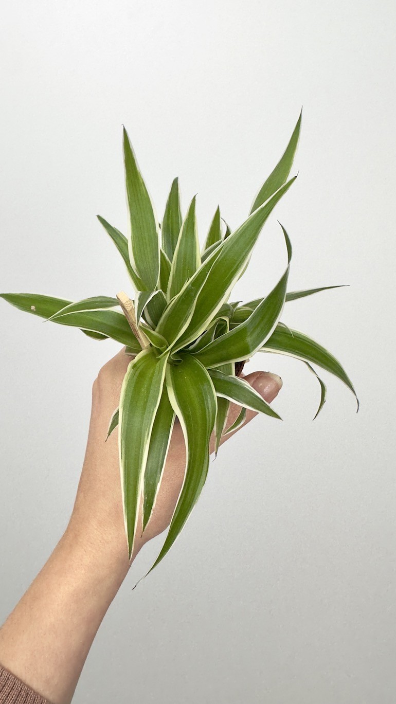 Chlorophytum com. Ocean Bambino Zielistka