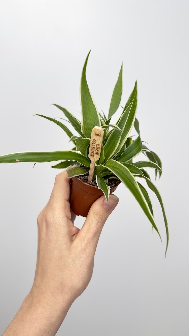 Chlorophytum com. Ocean Bambino Zielistka