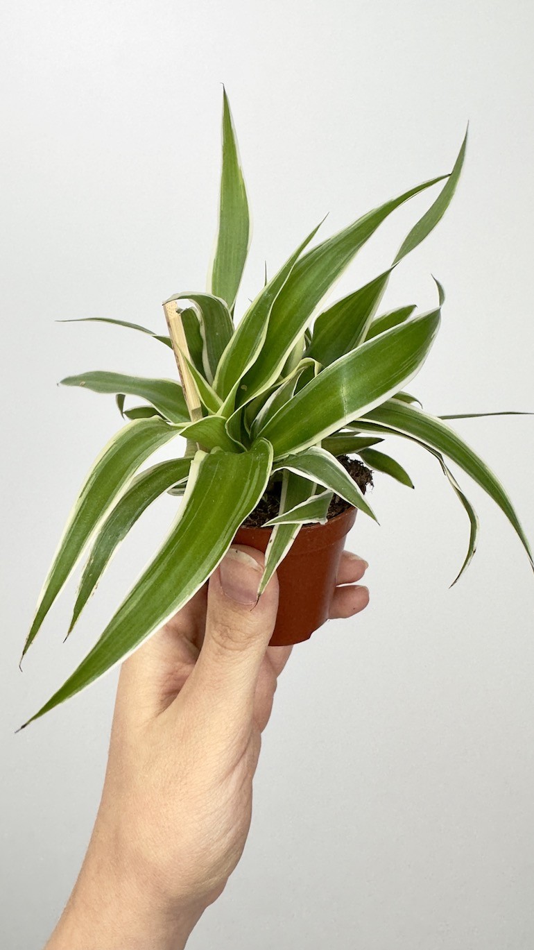Chlorophytum com. Ocean Bambino Zielistka