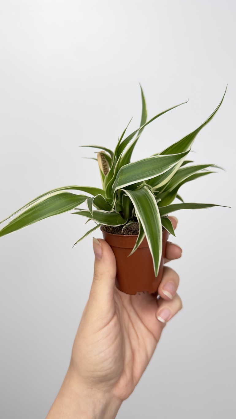 Chlorophytum com. Ocean Bambino Zielistka