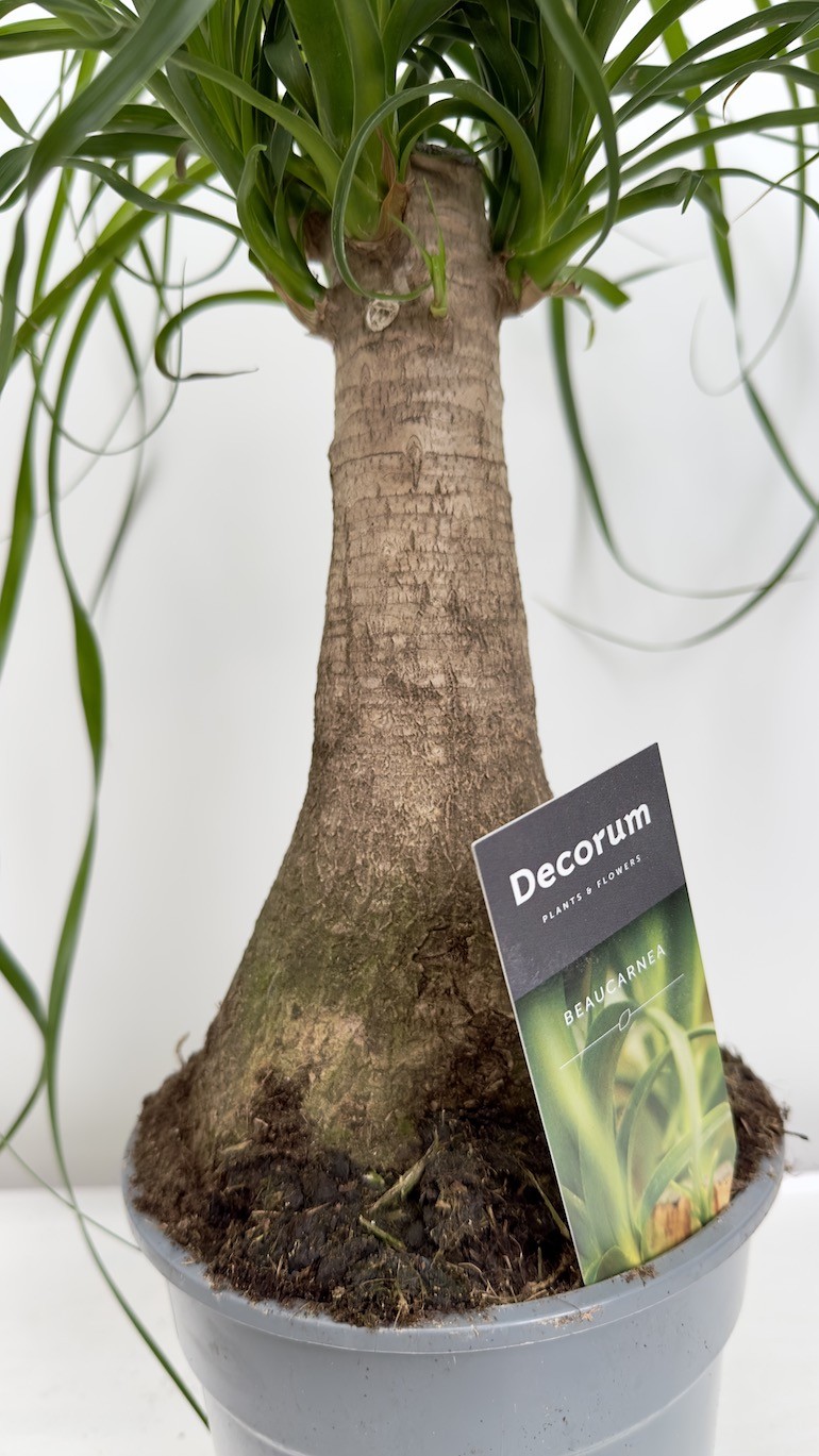 Beaucarnea recurvata -Nolina