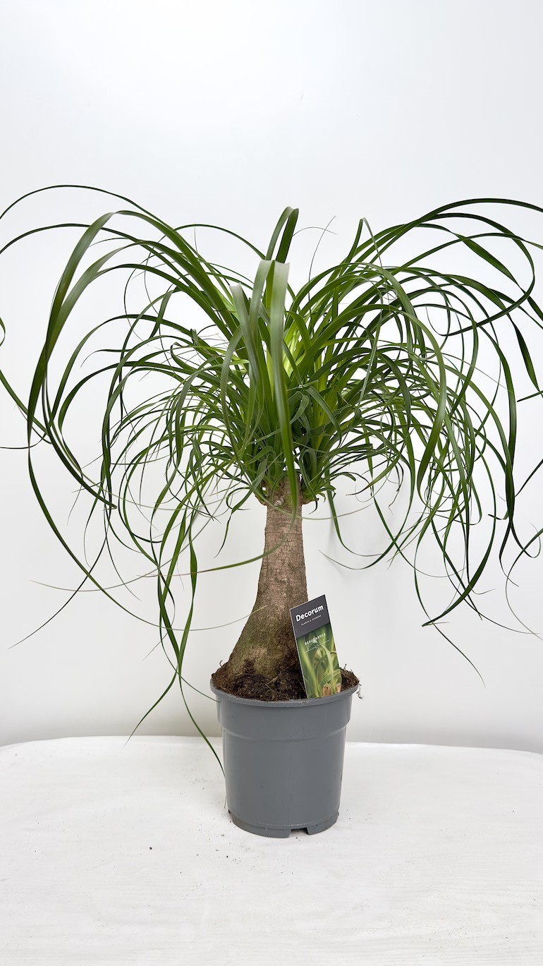 Beaucarnea recurvata -Nolina