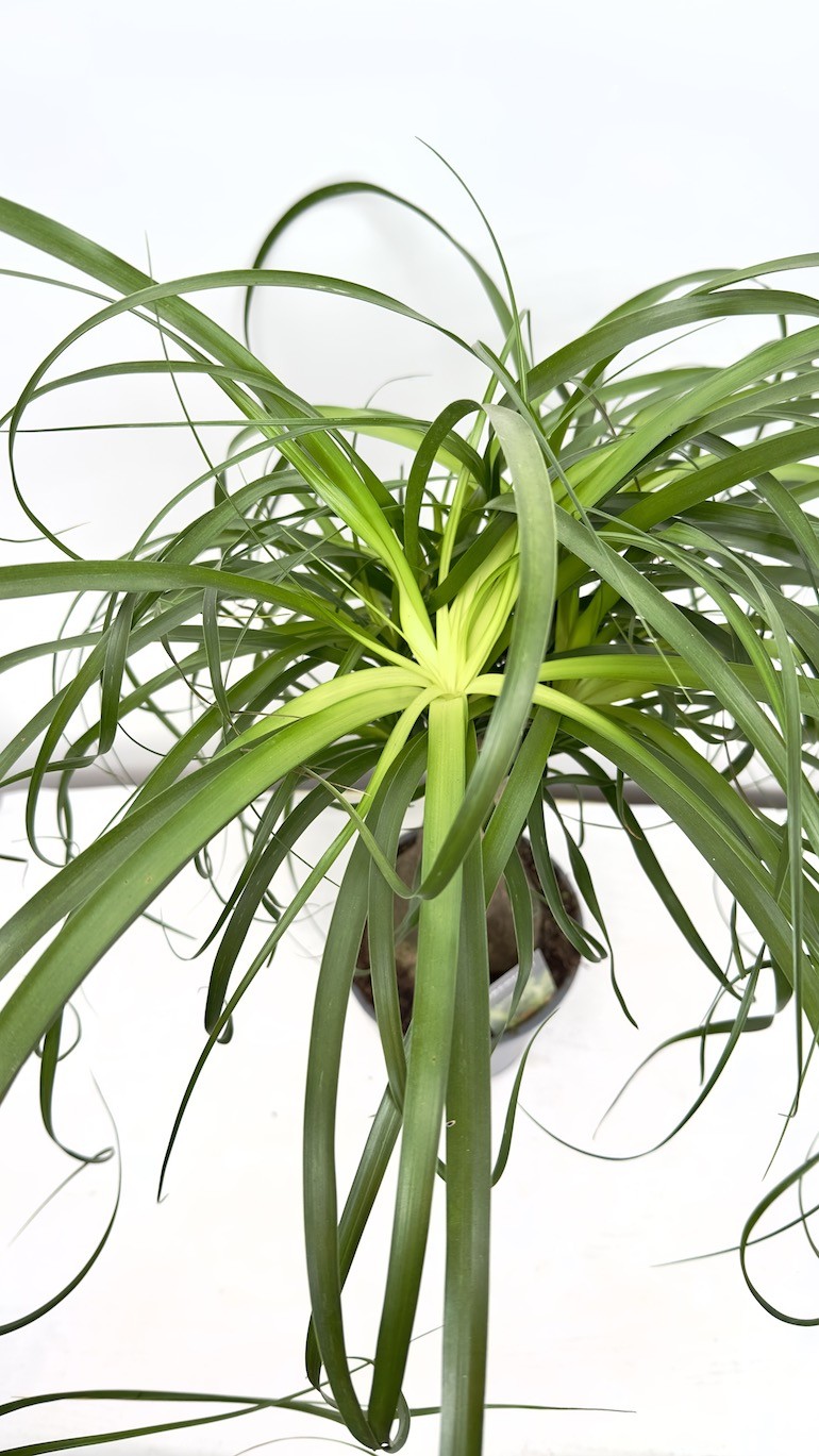 Beaucarnea recurvata -Nolina