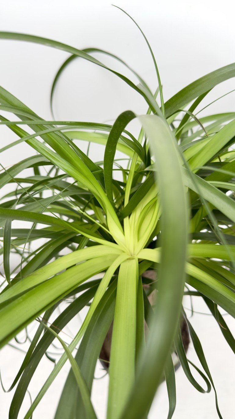 Beaucarnea recurvata -Nolina