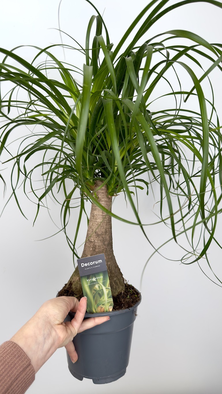 Beaucarnea recurvata -Nolina