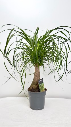 Beaucarnea recurvata -Nolina