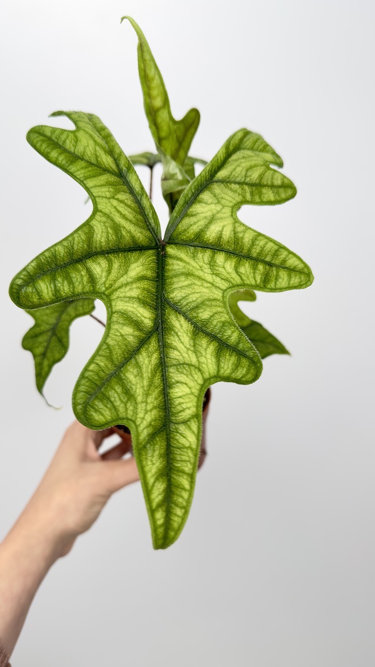 Alocasia Jacklyn “RARE”