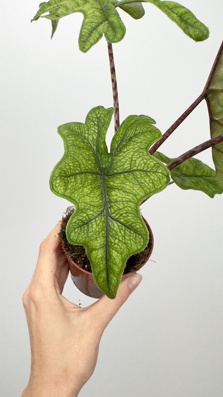 Alocasia Jacklyn “RARE”