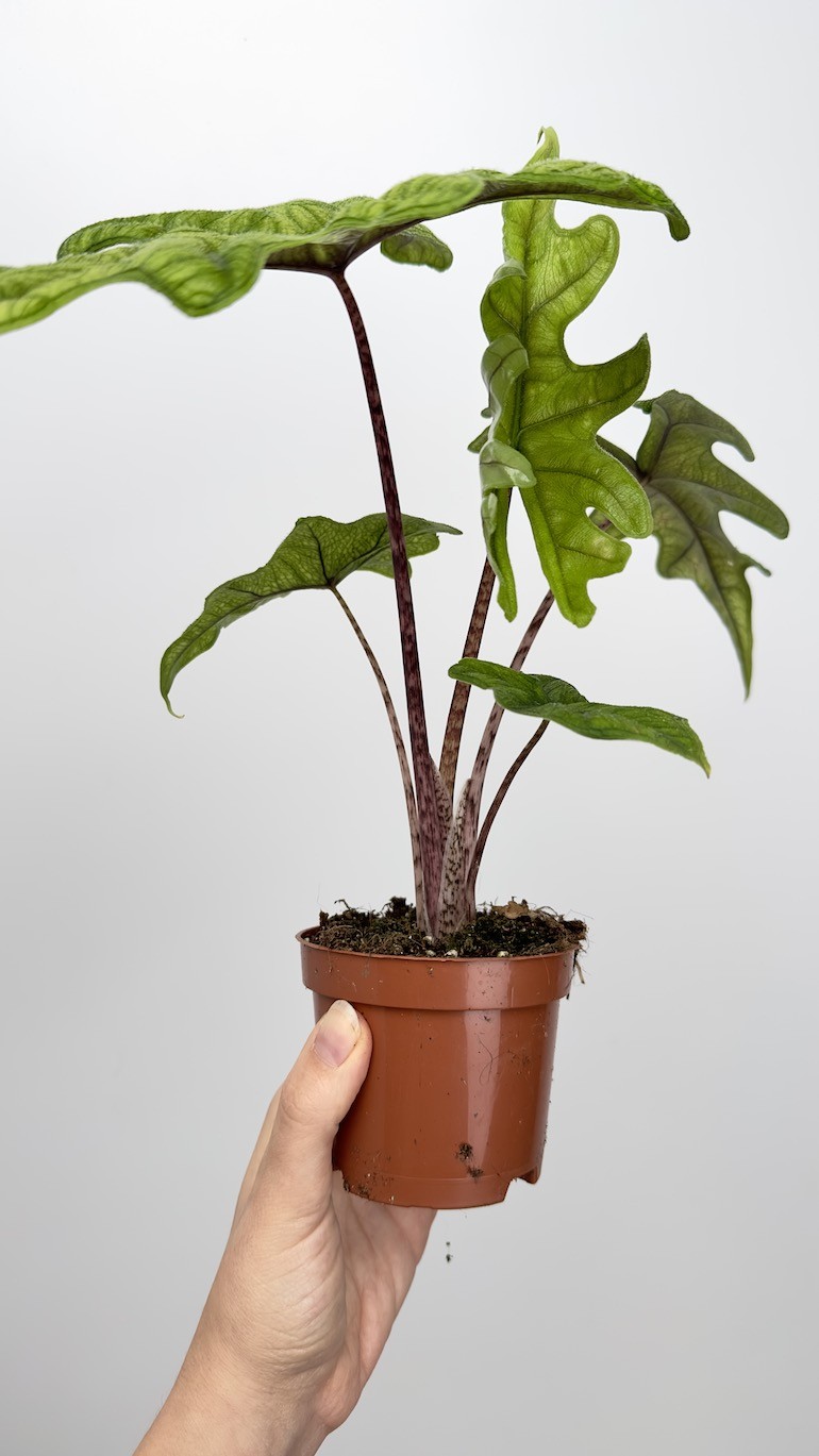 Alocasia Jacklyn “RARE”