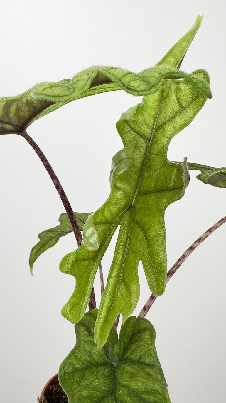 Alocasia Jacklyn “RARE”
