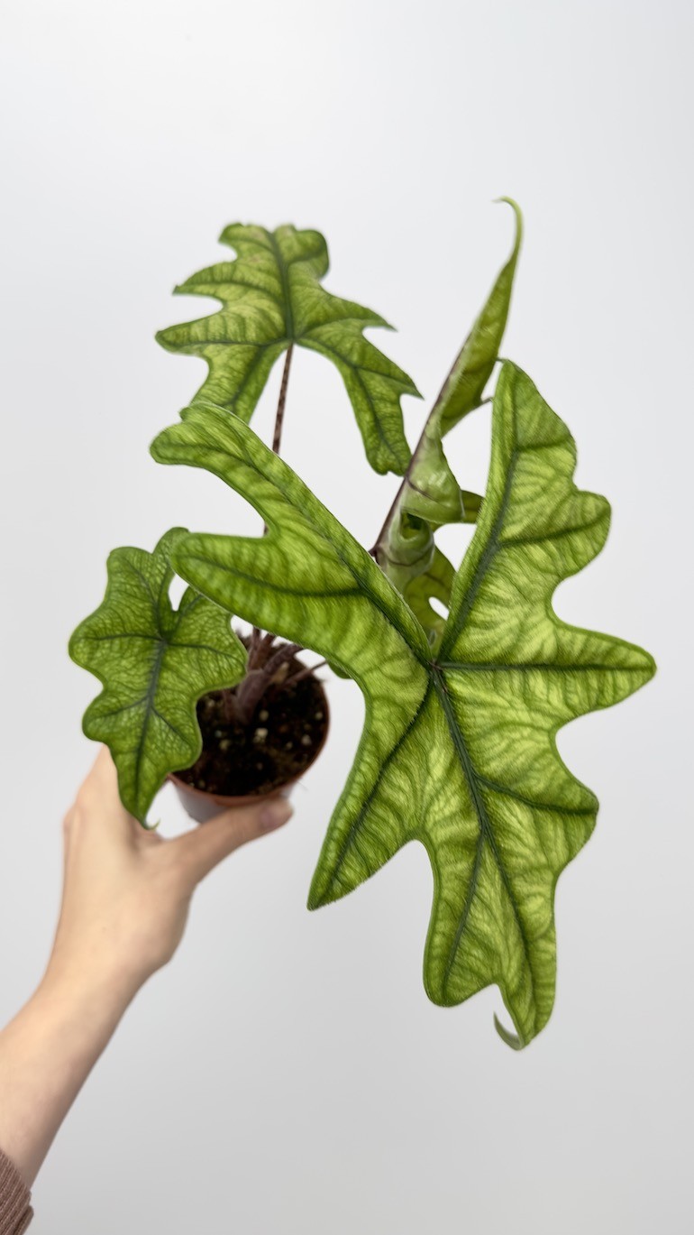 Alocasia Jacklyn “RARE”
