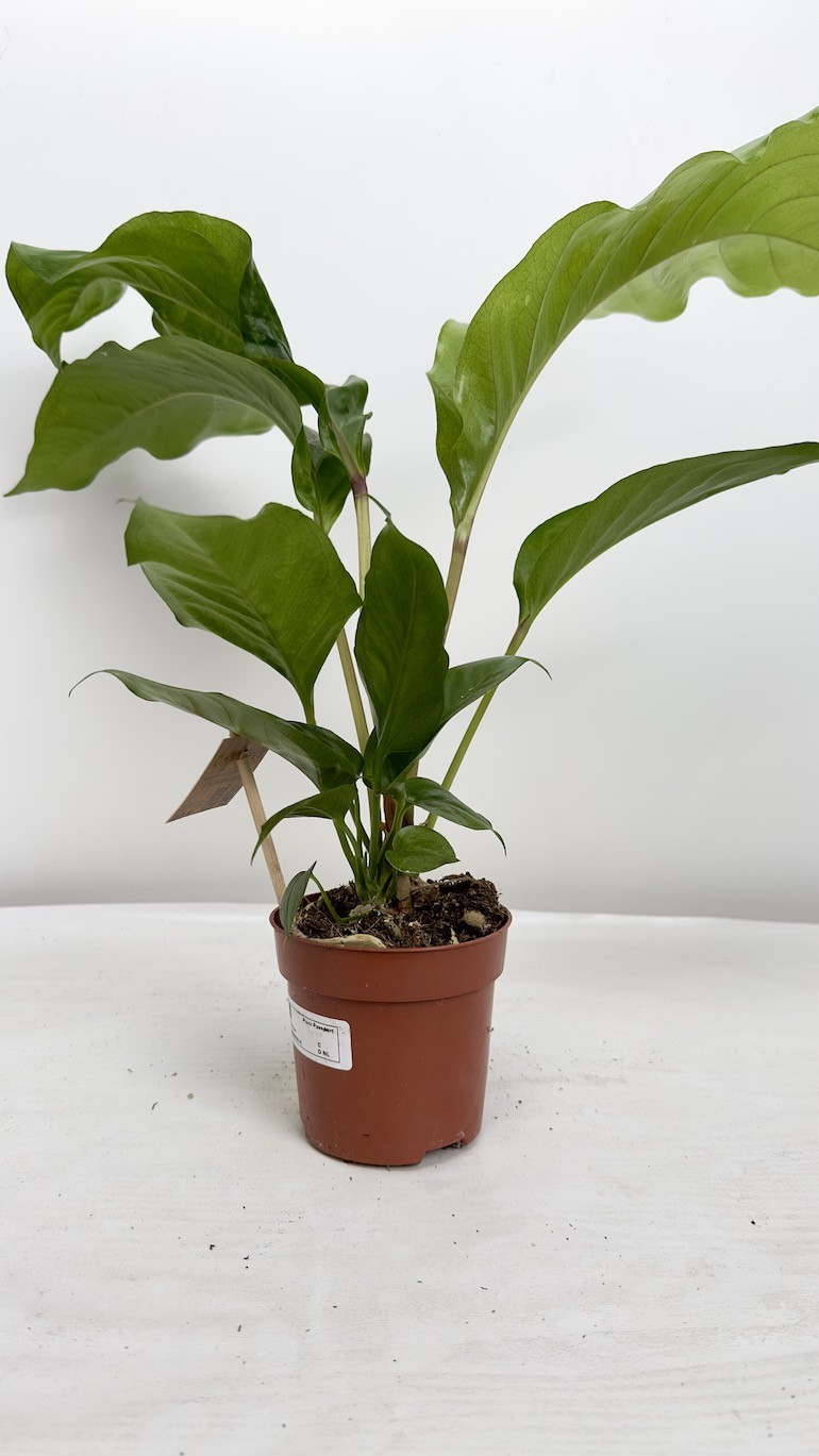 Anthurium Plowmmi