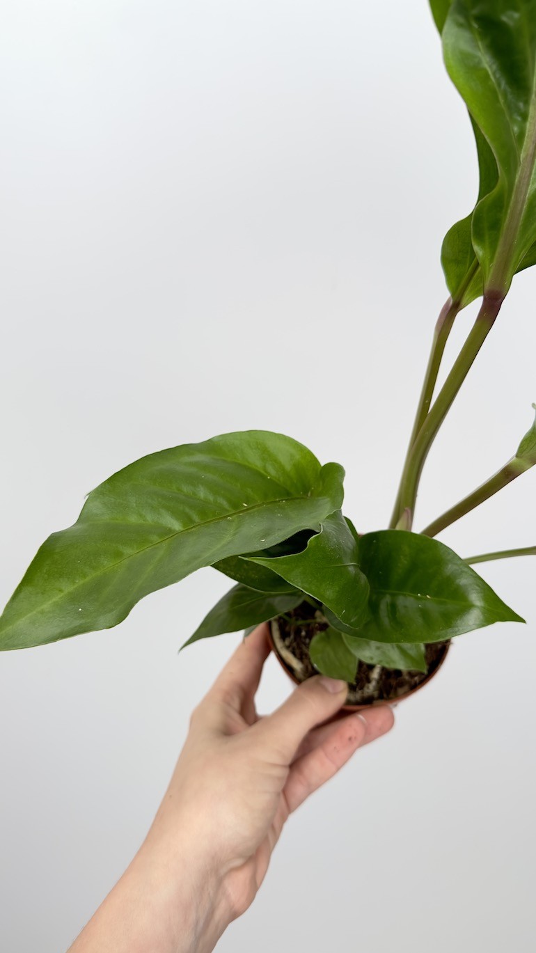 Anthurium Plowmmi