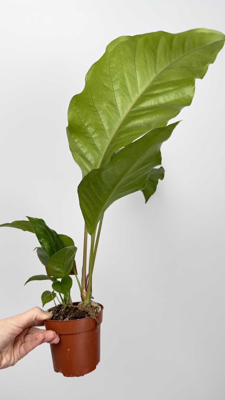 Anthurium Plowmmi