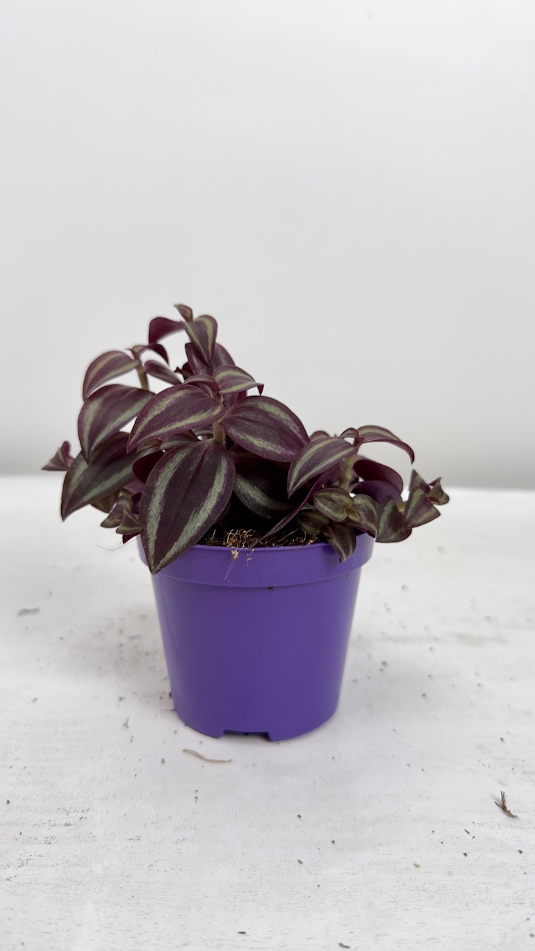 Tradescantia  Pink Paradise