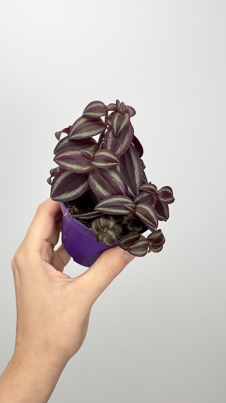Tradescantia  Pink Paradise
