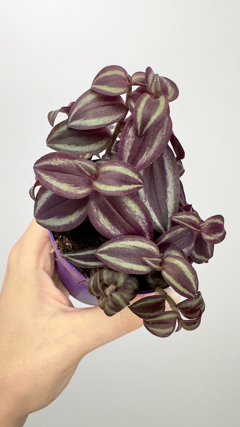 Tradescantia  Pink Paradise