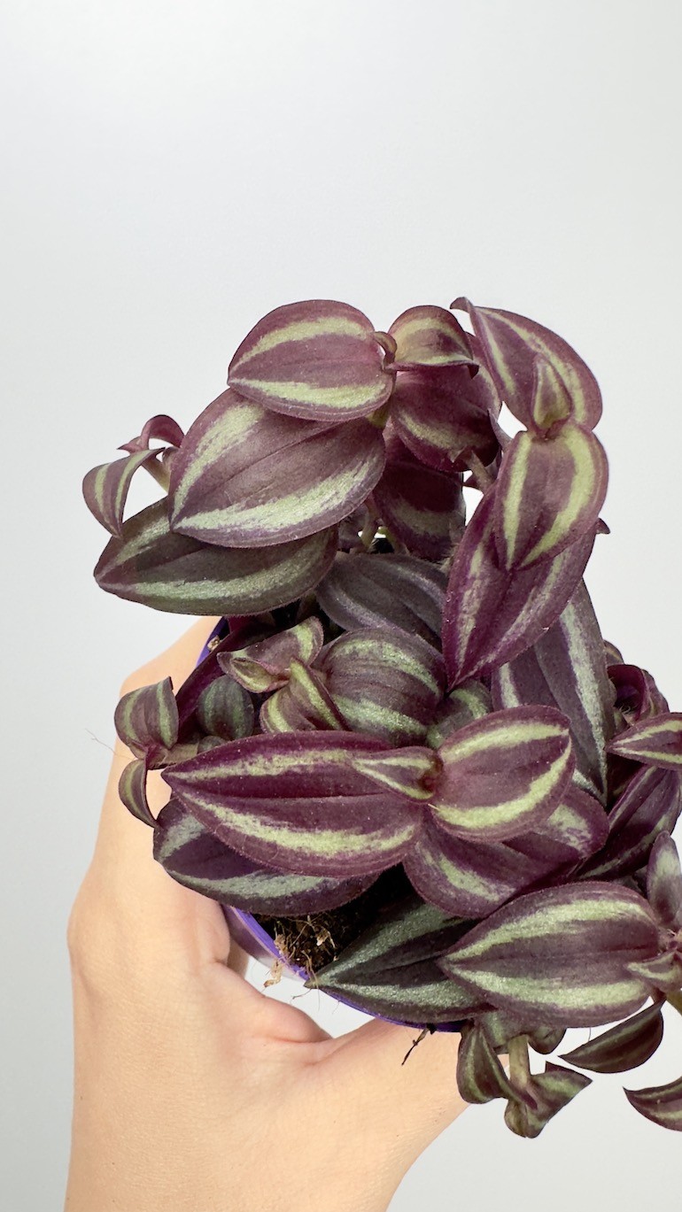 Tradescantia  Pink Paradise