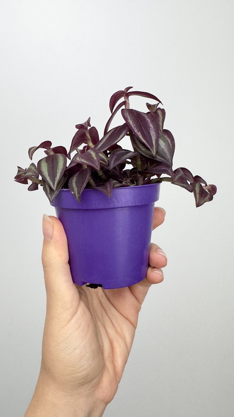 Tradescantia  Pink Paradise