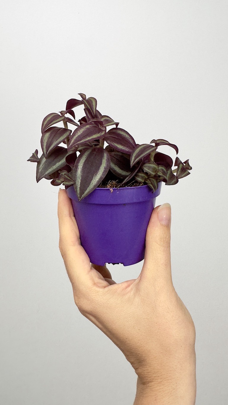 Tradescantia  Pink Paradise