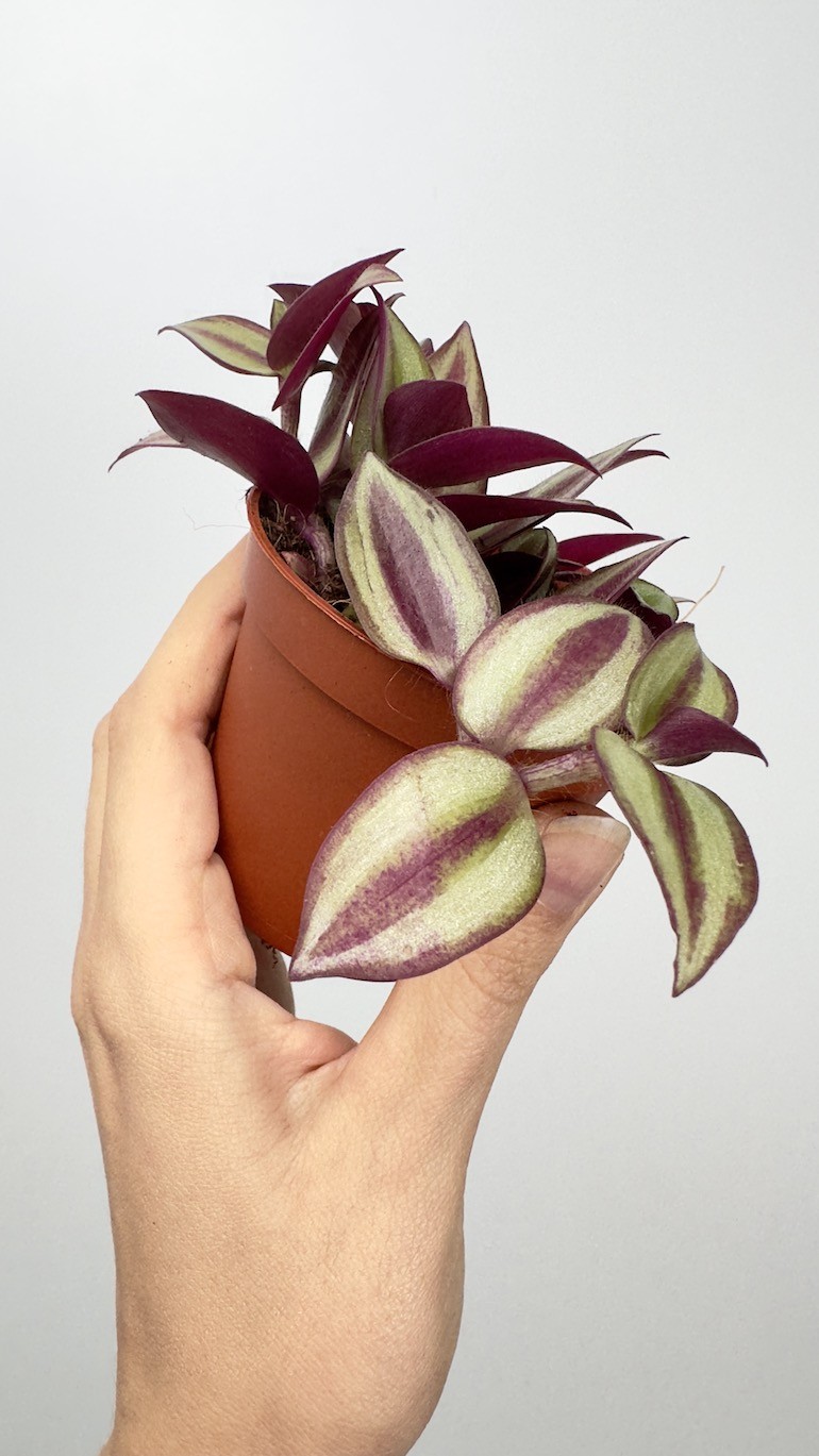 Tradescantia Andersona