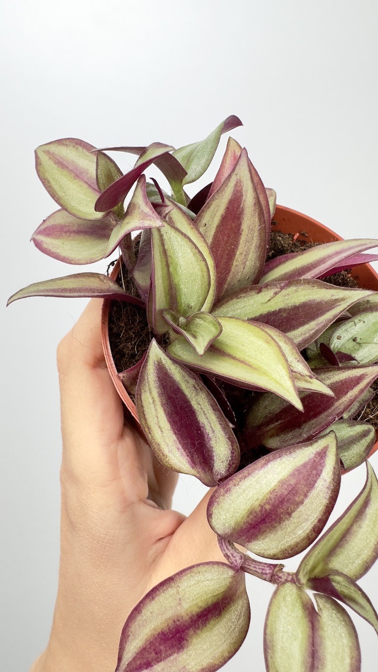 Tradescantia Andersona