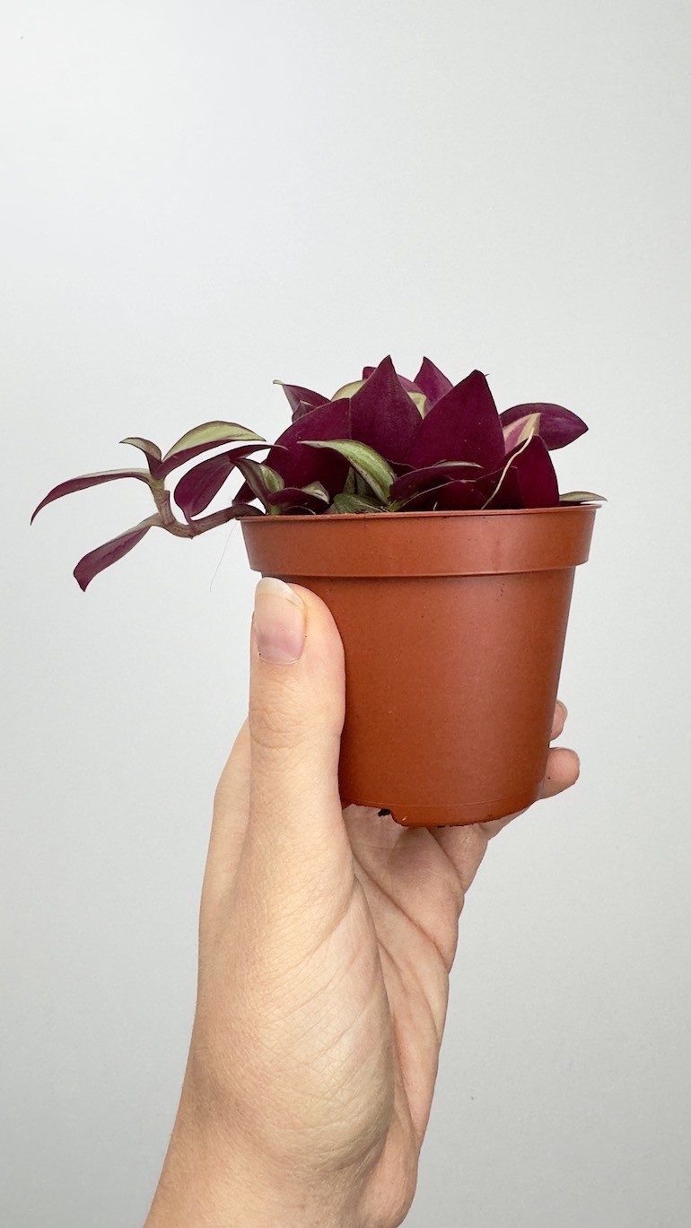 Tradescantia Andersona