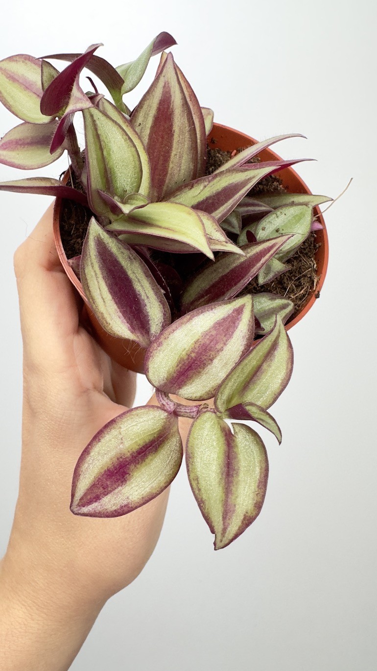 Tradescantia Andersona