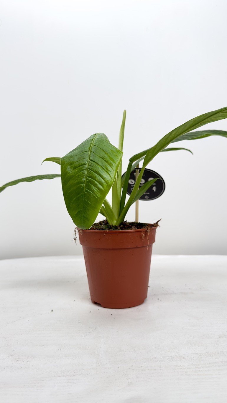 Philodendron Lynette