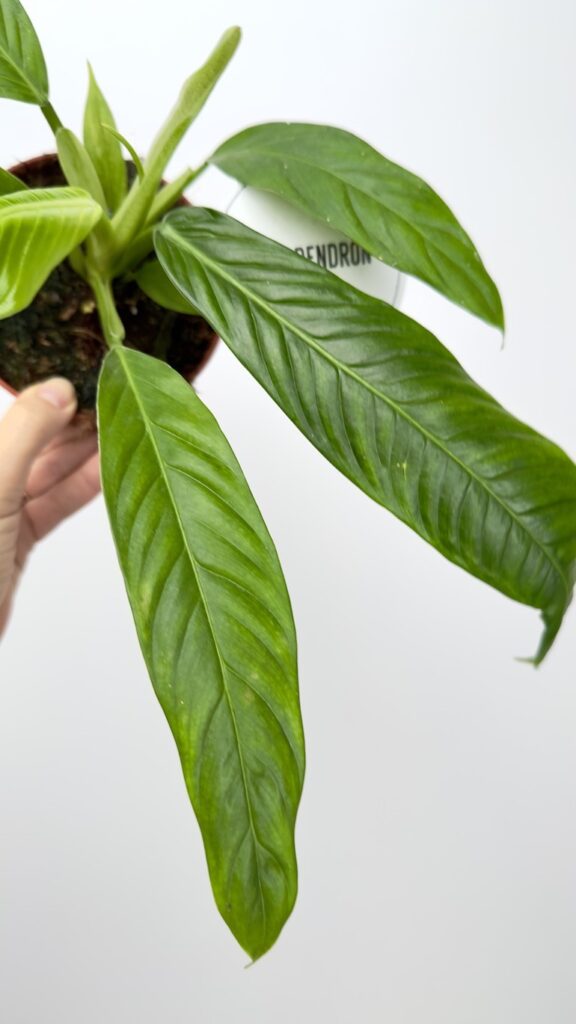 Philodendron Lynette