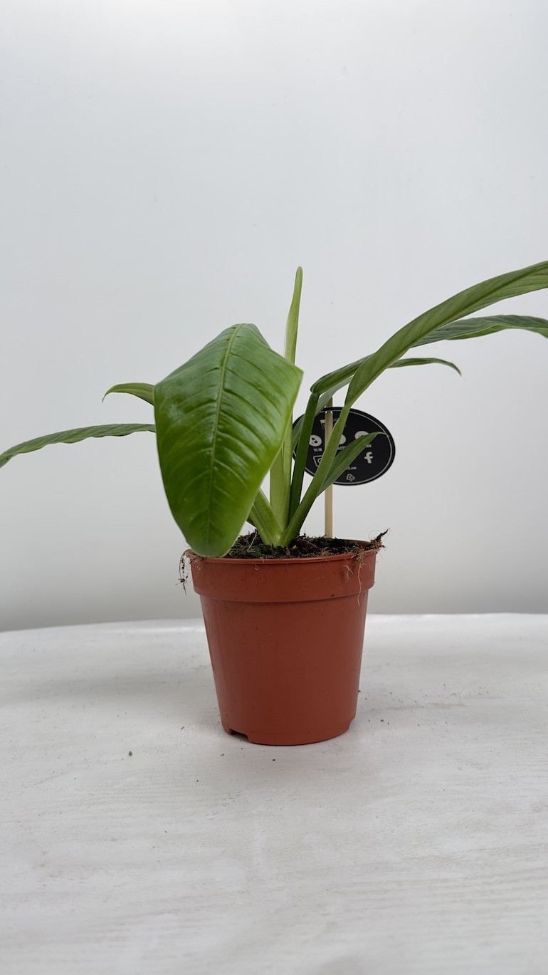 Philodendron Lynette