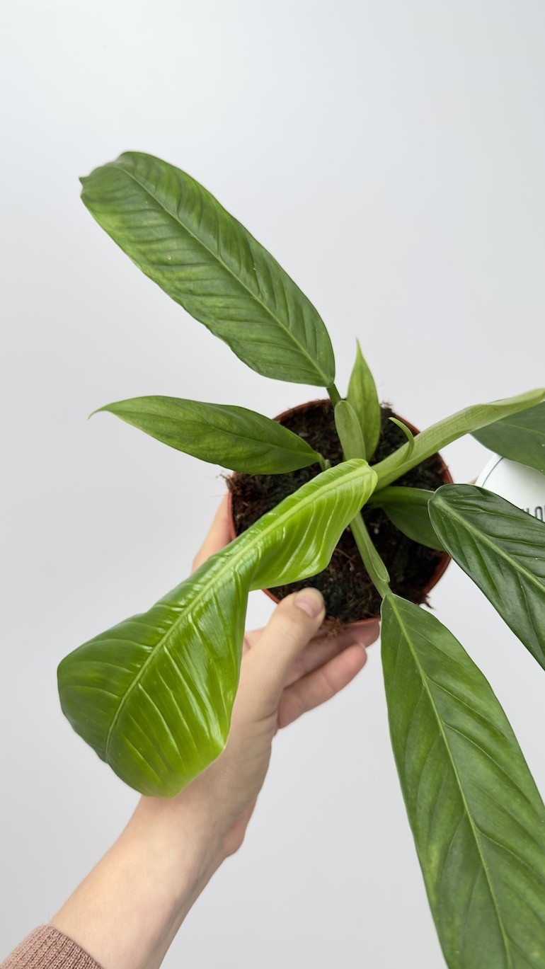 Philodendron Lynette