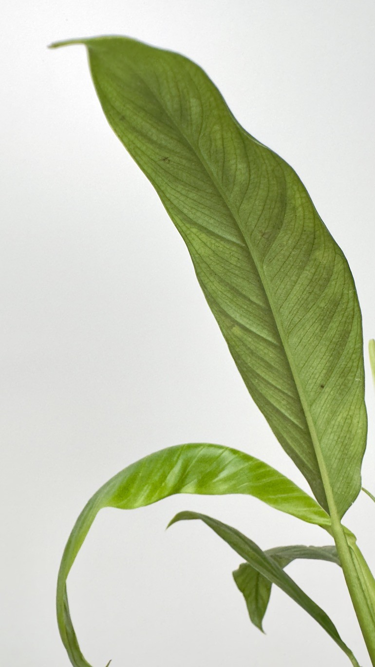 Philodendron Lynette