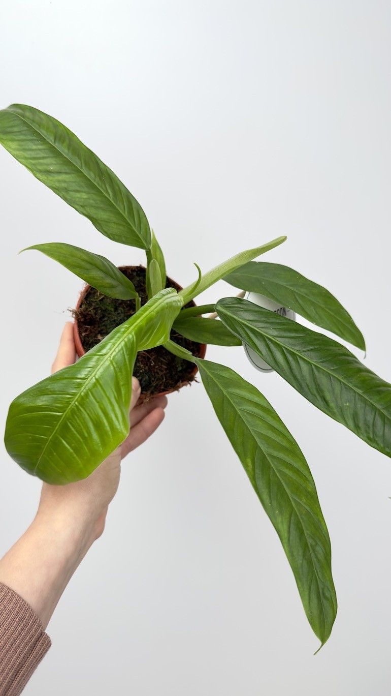 Philodendron Lynette