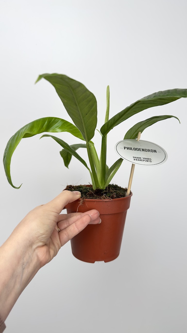 Philodendron Lynette