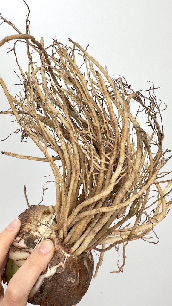 Amarylis kolibri Amalfi-bulwa do sadzenia