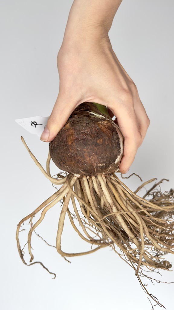 Amarylis kolibri Amalfi-bulwa do sadzenia