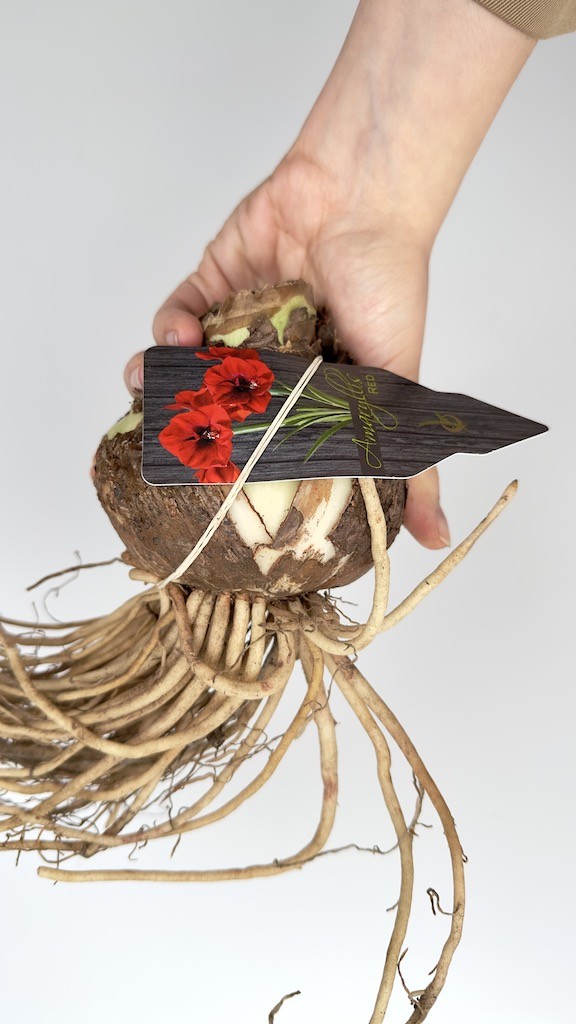 Amarylis kolibri Amalfi-bulwa do sadzenia