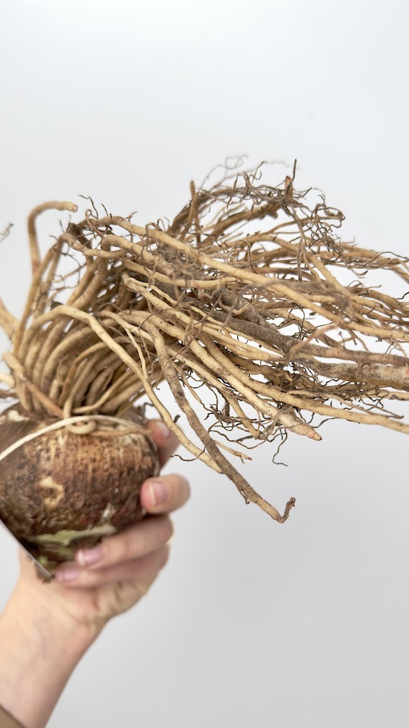 Amarylis kolibri Amalfi-bulwa do sadzenia