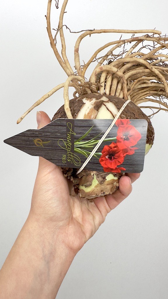 Amarylis kolibri Amalfi-bulwa do sadzenia