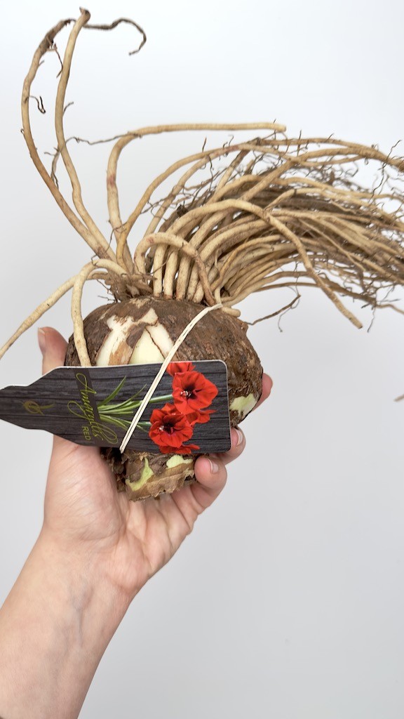 Amarylis kolibri Amalfi-bulwa do sadzenia