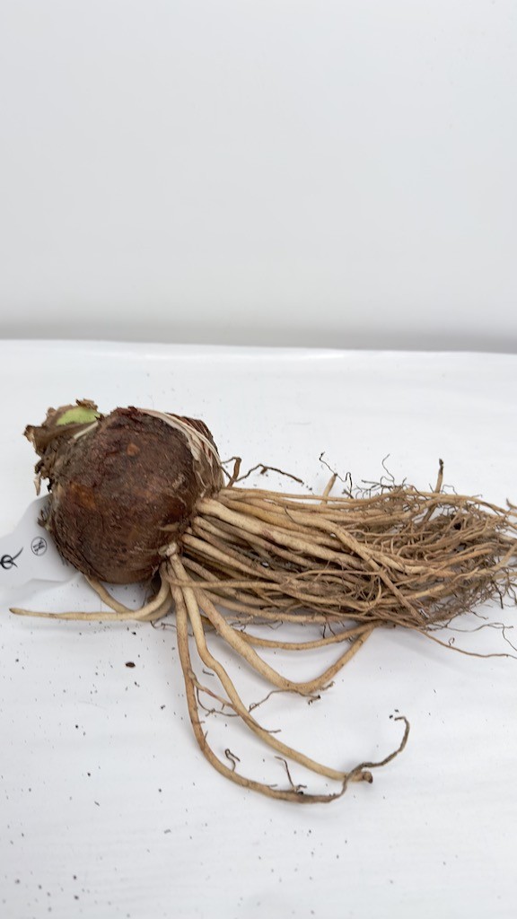 Amarylis kolibri Amalfi-bulwa do sadzenia