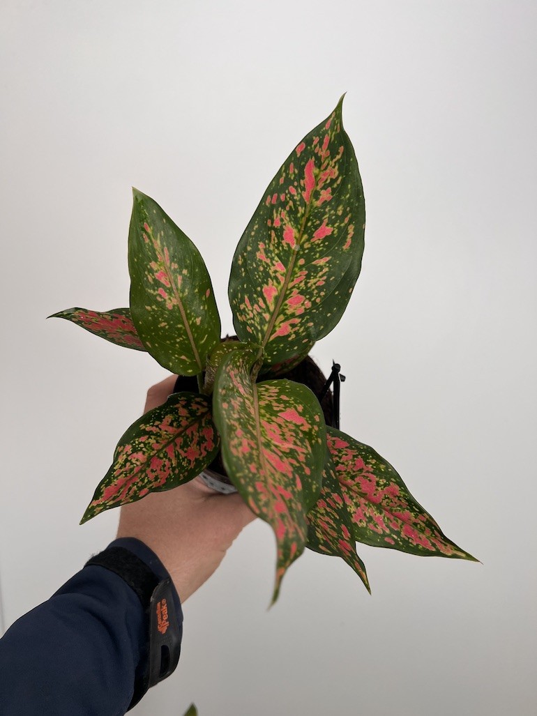 Aglaonema Strawberry Baby