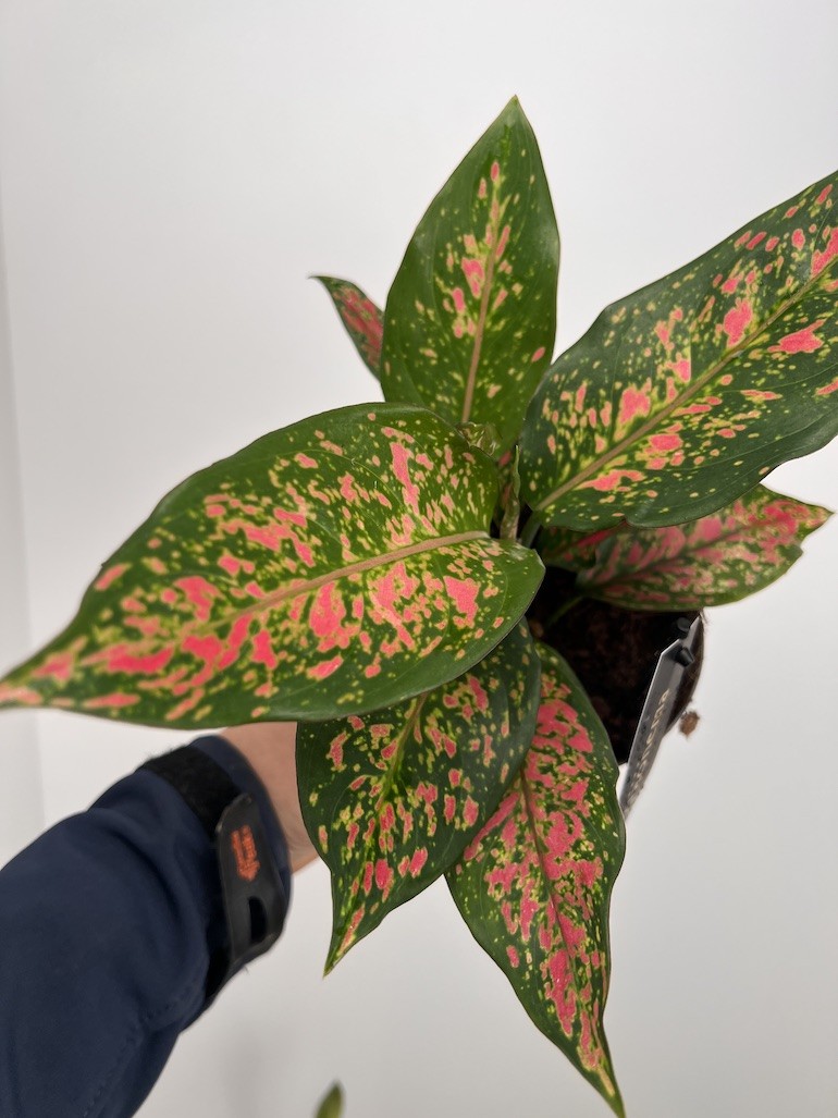 Aglaonema Strawberry Baby