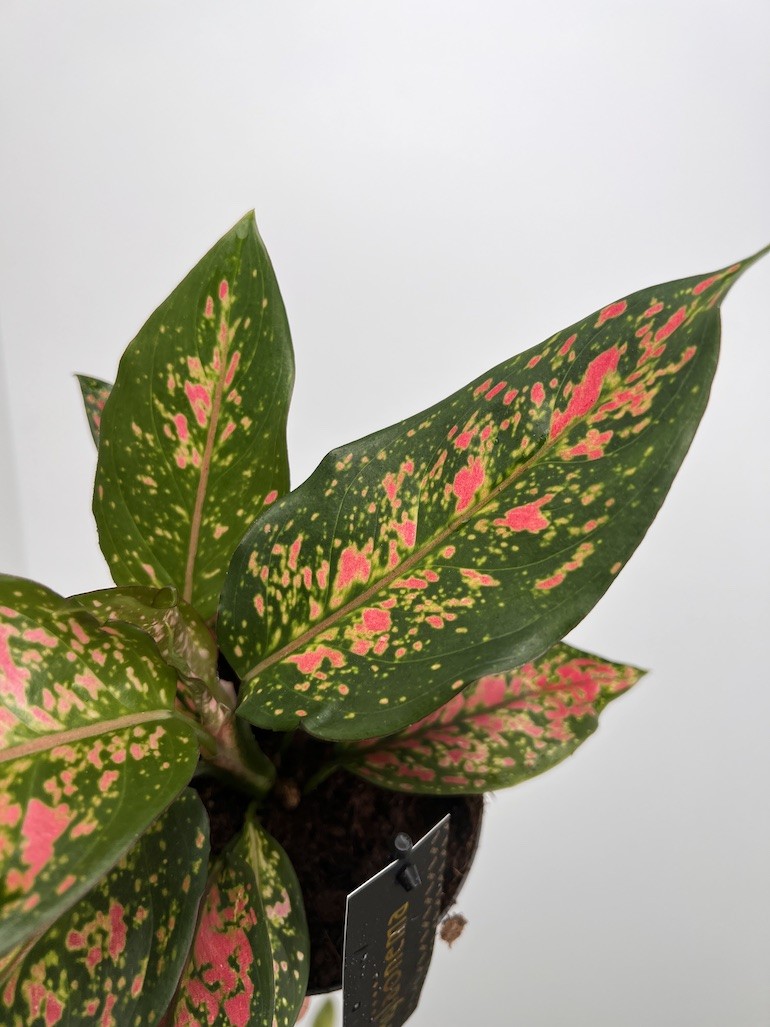 Aglaonema Strawberry Baby