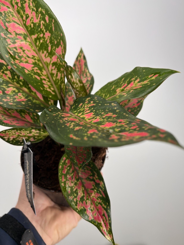 Aglaonema Strawberry Baby